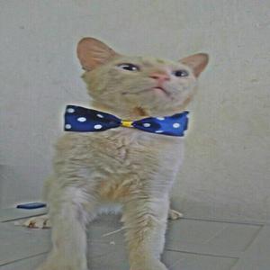 Adopcion Gato Castrado - Neiva