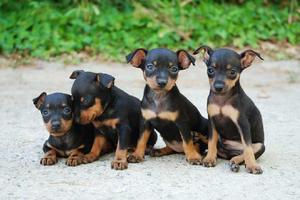 Cachorras Pinscher Medianas - Cartagena de Indias