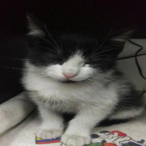 Doy en Adopcion Gato - Bogotá