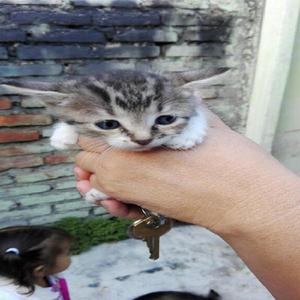 Gaticos en Adopcion - Palmira
