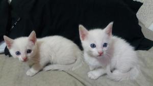 Gatos Albinos Ojos Azulea Y Bicolor - Bogotá