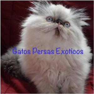 Gatos Persas Exoticos - Bogotá