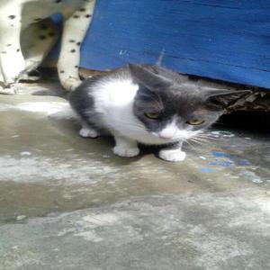 Gatos en Adopcion Criollos 11 Meses - Cali