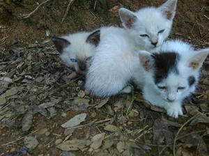 Gatos en Adopcion Urgenteeeee - Cali