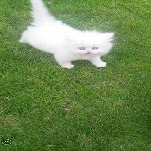 Hermosos Gaticos Persa - La Ceja