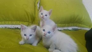 Hermosos Gatos Albinos 2 Meses Ll - Bogotá