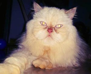 Lindo gato persa busca urgente novia - Bucaramanga