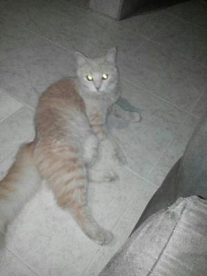 Se Da en Adopcion Hermosa Gata Se Llama Lola - Ibagué