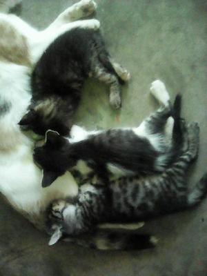 Se Entregan en Adopcion 3 Gatos - Cartagena de Indias