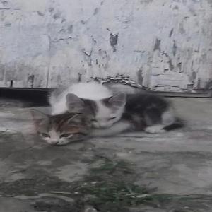 Se Regalan Lindos Gaticos en Yumbo - Palmira