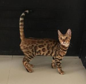 Vendo Lindo Pareja de Gatos Bengali - Cali