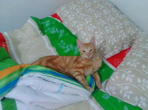 doy en adopcion este lindo gatico - Palmira