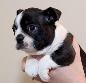 Boston Terrier