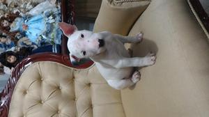 CACHORROS BULL TERRIER