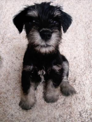 CACHORROS SCHNAUZER EN VENTA