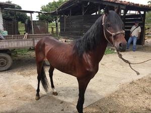 Caballo