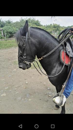 Caballo Potro de 36 Meses