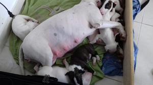 Cachorros Bull Terrier