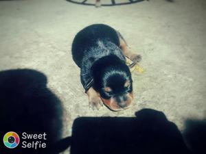 Cachorros Rottweiler