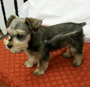 Cachorros Schnauzer