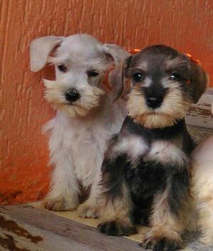 Cachorros Schnauzer