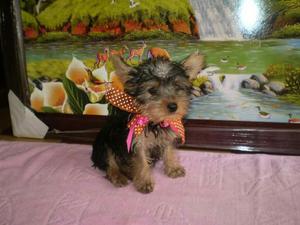 Cachorros Yorkshire Terrier en Bogota