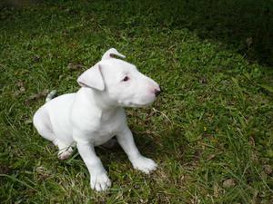 Cachorros machos y hembras de raza bullterrier en venta