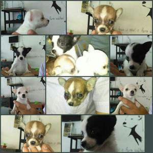 Chihuahua Hermosos