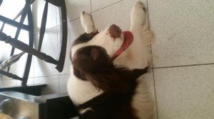 Cocker Ingles para Monta