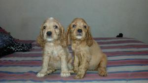 Cocker Spaniel