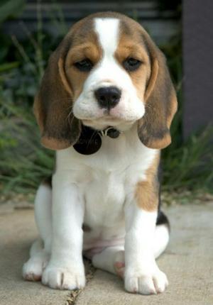 Deseo Adoptar Perro Beagle de 1a4meses