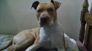 Doy Perro Pitbull en Adpcion