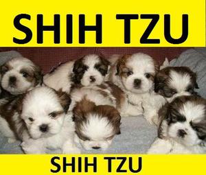 HERMOSOS CACHORROS SHIH TZU EN VENTA°°°