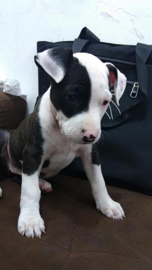 Hermosa Cachorrita