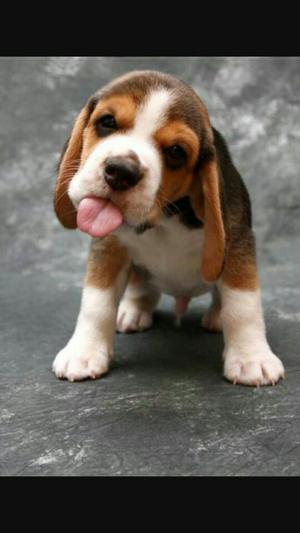 Hermosos Beagles Puppy