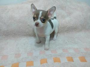 Hermosos Chihuahua