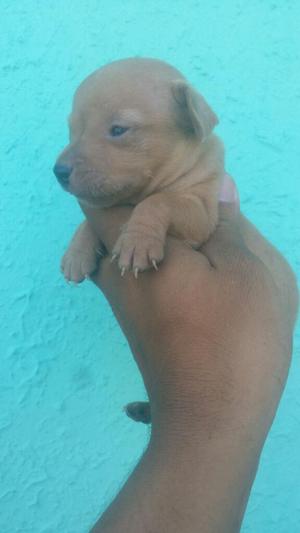 Hermosos Mini Pinscher