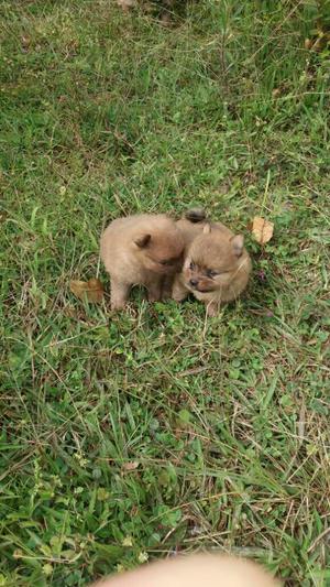 Hermosos Pomeraneos