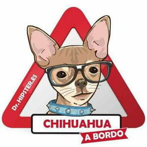 Machos. Chihuahuas