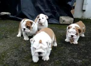 Perros Bulldog