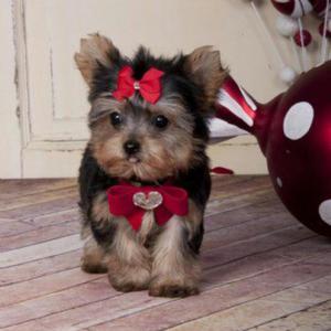 Perros Yorkie