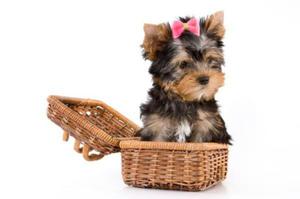 Perros Yorkie Mini