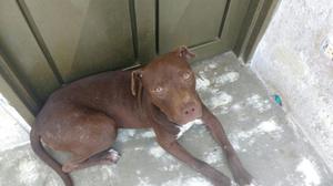 Pitbull en Adopcion