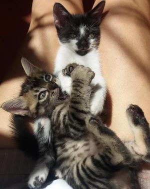 Preciosos gatitos buscan hogar amoroso!