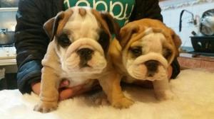 Prrros Bulldog Ingles Y Frances