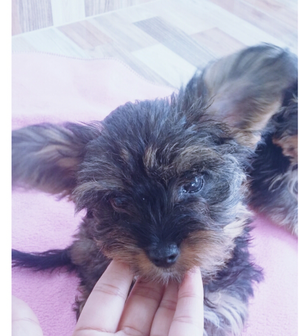 SE VENDE YORKIE SHARE TERRIER