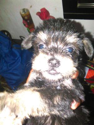 Schnauzer Mini Sal Pimienta