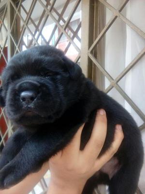 Se Vende Cachorro Labrador Negro