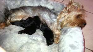 Se Vende Yorkshire Terrier Hembra