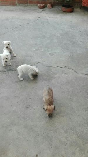 Se Venden Perritos Schnauzer 